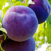 نهال الو شابلون مناسب برای استفاده شخصی و کاشت تجاری