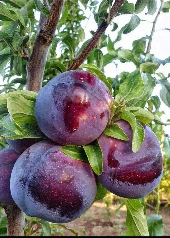 نهال الو شابلون و کالیفرنیا پربازده زود گل و دیر گل