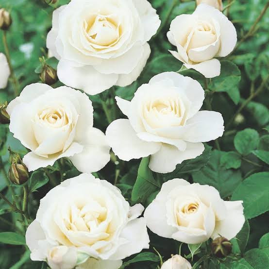 نهال رز سفید هلندی مناسب برای تزئینات و کادو