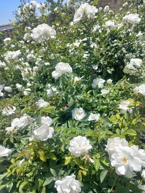 نهال رز سفید برای کادو