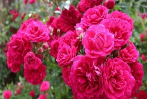 نهال گل رز محمدی برای عرقیجات و مربا