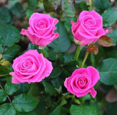 نهال گل رز صورتی بزرگ