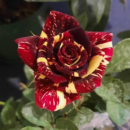 نهال گل رز سفید و قرمز