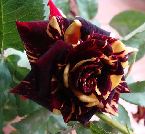 نهال گل رز سفید و قرمز خاص