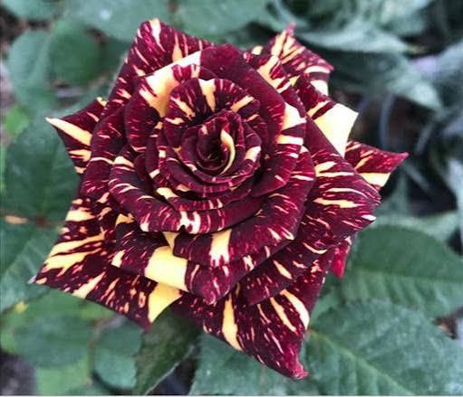 نهال گل رز سفید و قرمز بالغ گلدانی