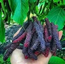 نهال توت موزی سیاه