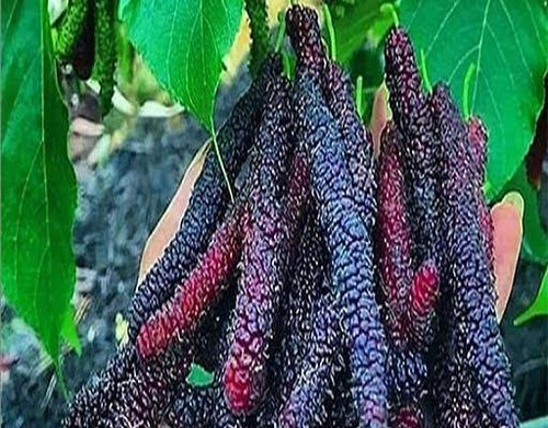 نهال توت موزی سیاه