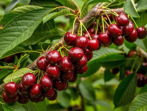 نهال البالو مجار