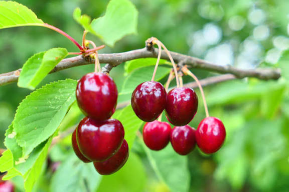 نهال البالو مجار