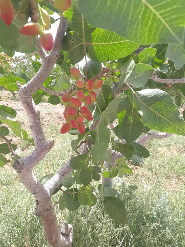 نهال پسته پیوندی