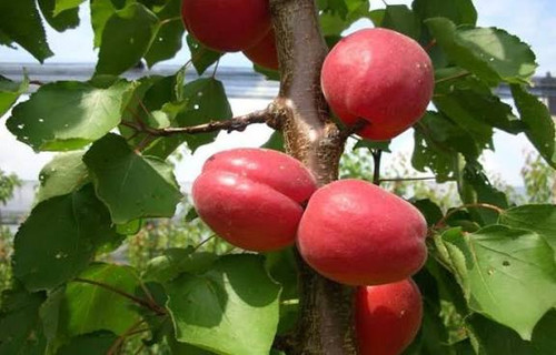 نهال زرد الو قرمز تبرزه