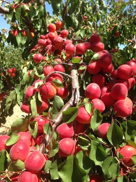 عرضه نهال زرد الو قرمز تبرزه دیر گل