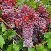 نهال انگور قرمز بیدانه درشت