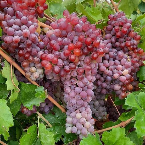 نهال انگور قرمز بیدانه درشت
