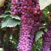 خرید نهال انگور قرمز بیدانه آذرنهال سبز