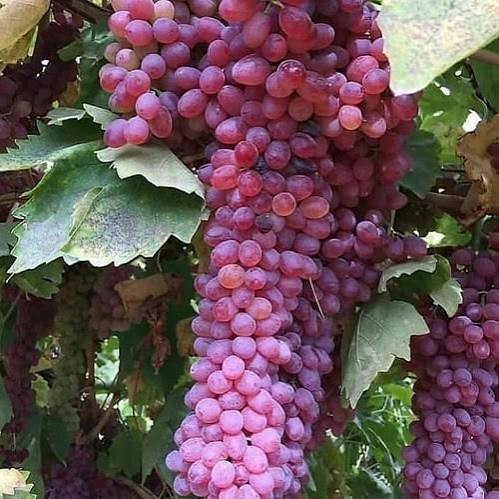 خرید نهال انگور قرمز بیدانه آذرنهال سبز