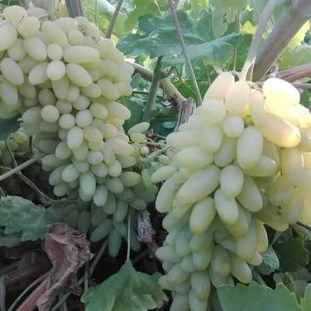 فروش نهال انگور شصت عروس دیمی