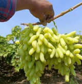 نهال انگور شصت عروس آذرنهال سبز