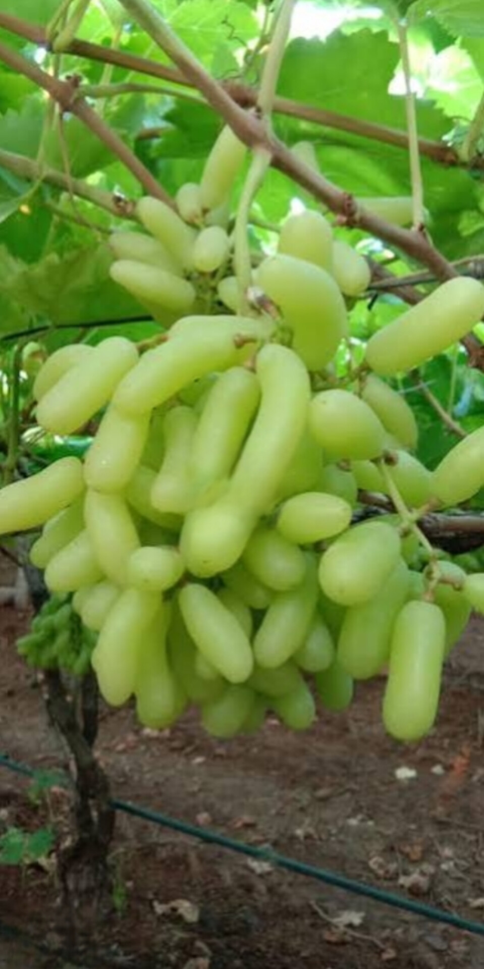 نهال انگور شصت عروس آذرنهال سبز