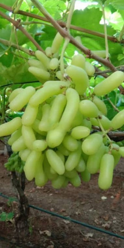 نهال انگور شصت عروس آذرنهال سبز