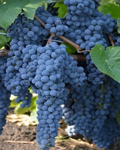 فروش نهال انگور شانی پر محصول