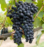 نهال انگور شانی