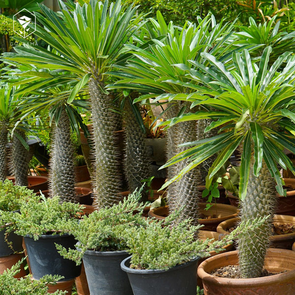 نخل ماداگاسکار (سایز بزرگ)