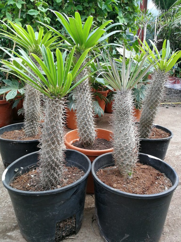 خرید نخل ماداگاسکار (سایز بزرگ)