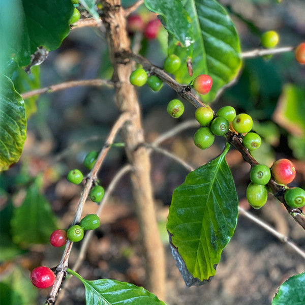 نهال قهوه با کیفیت مناسب