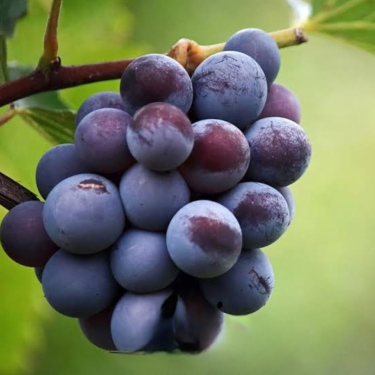نهال انگور شرابی با کیفیت