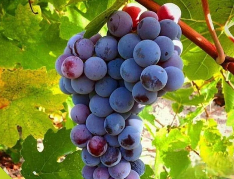 فروش نهال انگور شرابی