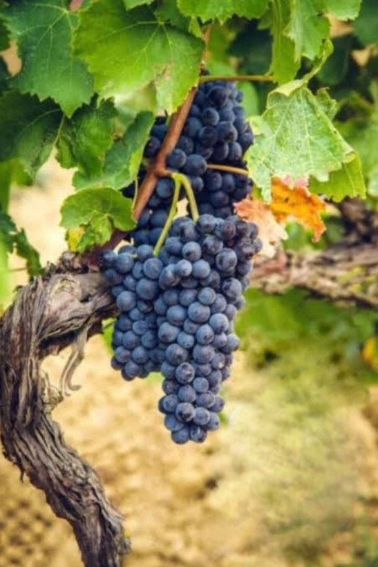 نهال انگور شرابی با طعمی دلپذیر