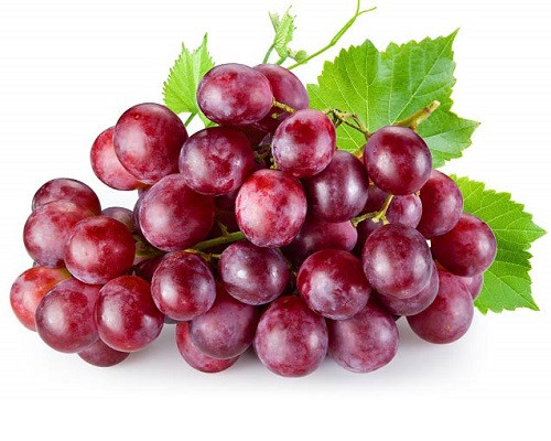 انگور یاقوتی مناسب مناطق سردسیری