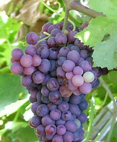 انگور یاقوتی