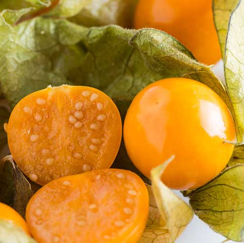 نهال فیسالیس