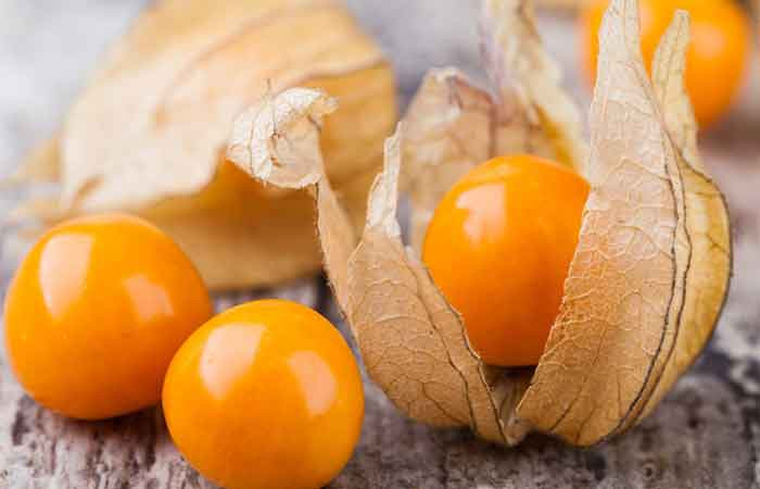 نهال فیسالیس درشت میوه