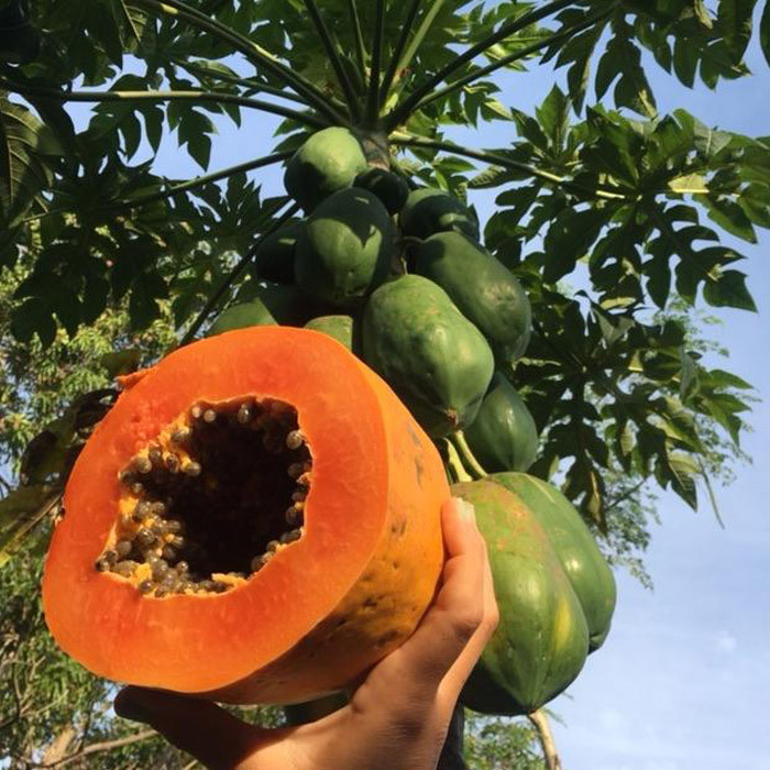 نهال پاپایا با طعمی عالی