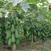 نهال پاپایا گرمسیری