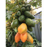 خرید نهال پاپایا درشت