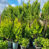 درخت کاج لاوسون بزرگ