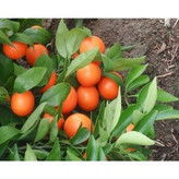 نهال نارنج درشت و ابدار