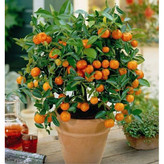 نهال نارنج گلدانی