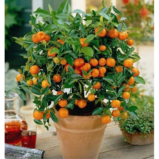 نهال نارنج گلدانی