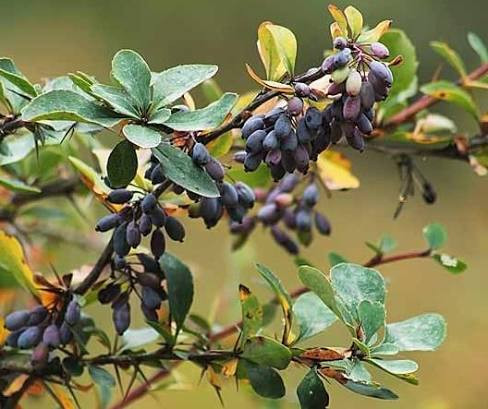 خرید نهال زرشک سیاه