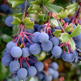 نهال زرشک سیاه پفکی