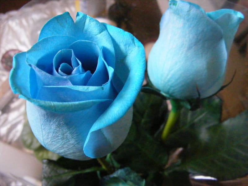 نهال گل رز فیروزه ای