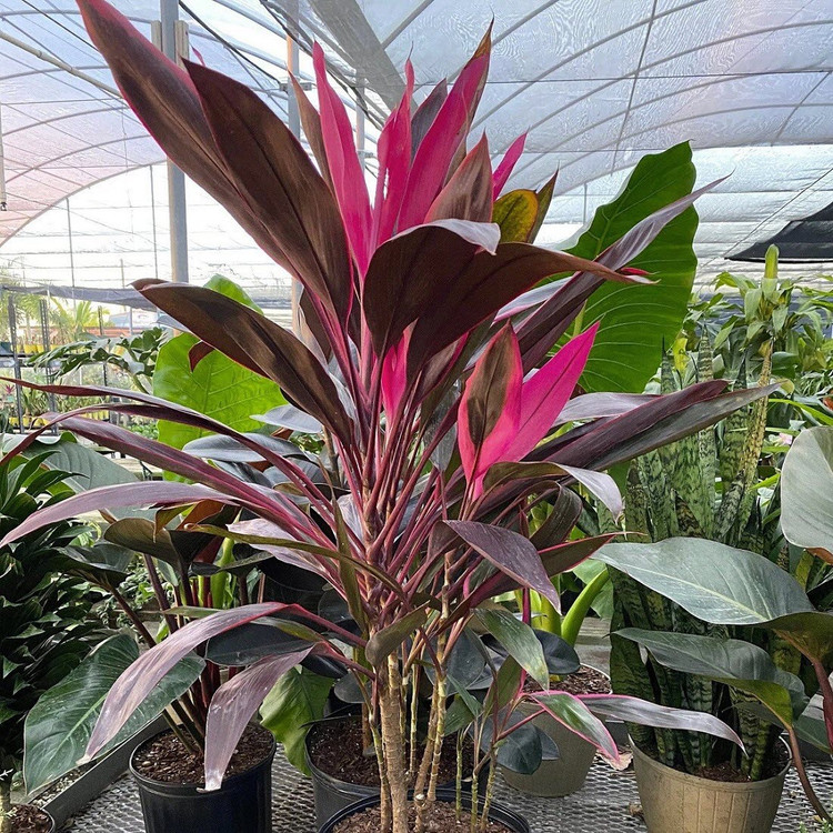 گل کوردیلین قرمز و صورتی