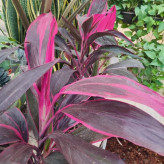 خرید گل کوردیلین کم یاب