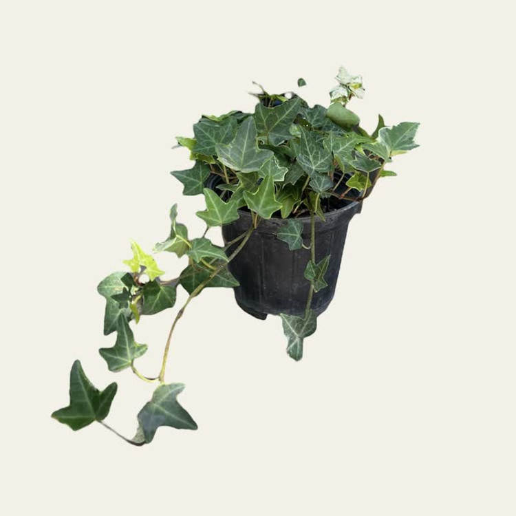 گل پاپیتال گلدانی