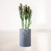 افوربیا مقاوم و سرسبز